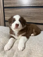 Pistachio, a female Australian Shepherd for sale in Tampa, FL – 2 of 2