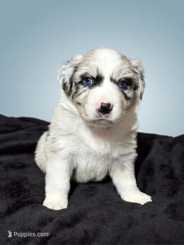 Butter Pecan – Australian Shepherd puppy for sale in Tampa, FL