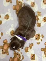 Neapolitan, a female Australian Shepherd for sale in Tampa, FL – 2 of 2