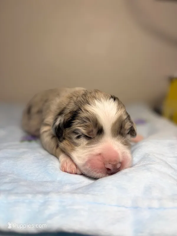 Cotton Candy – Australian Shepherd puppy for sale in Tampa, FL