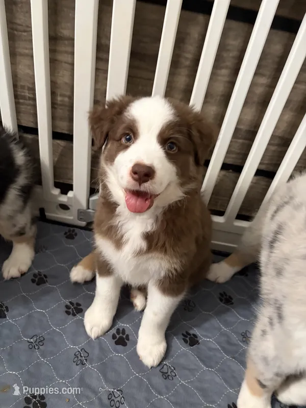 Pistachio – Australian Shepherd puppy for sale in Tampa, FL