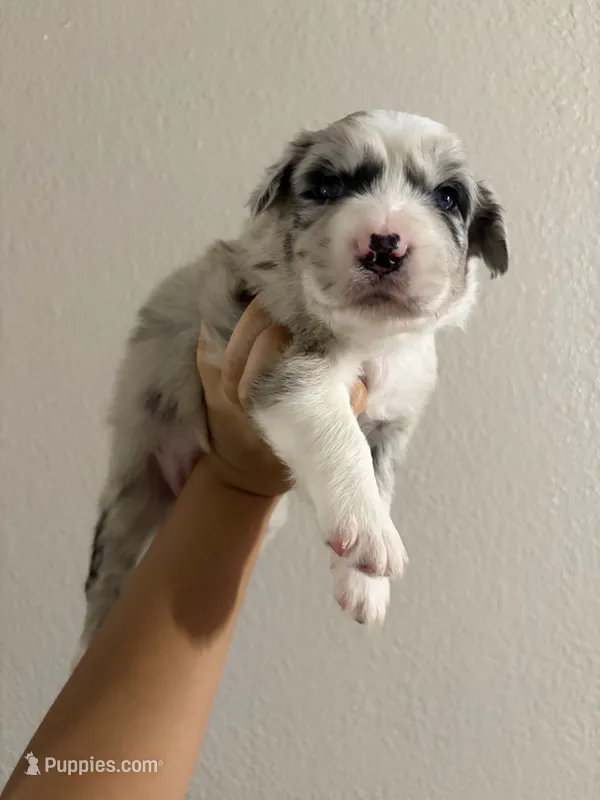 Butter Pecan – Australian Shepherd puppy for sale in Tampa, FL