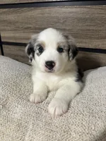 Cookies N Cream, a female Australian Shepherd for sale in Tampa, FL – 2 of 3