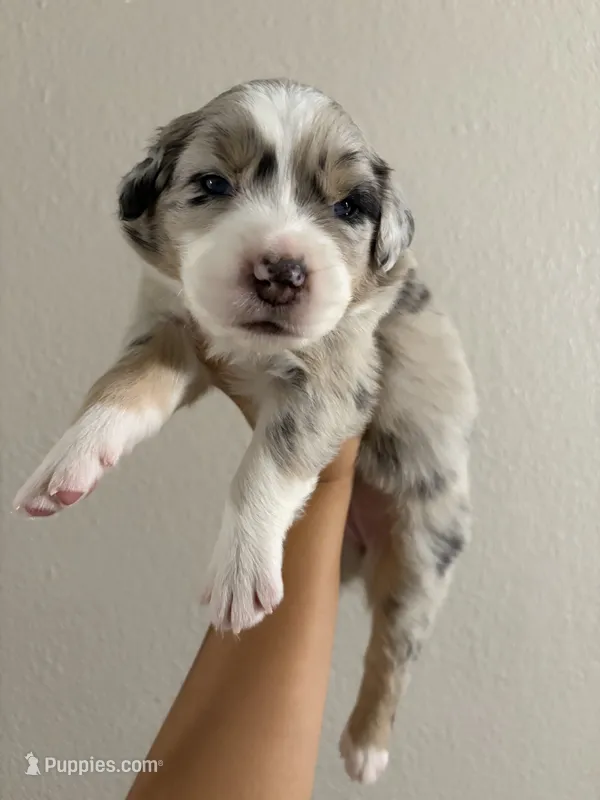 Cotton Candy – Australian Shepherd puppy for sale in Tampa, FL