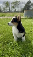 Girl 1, a female Pembroke Welsh Corgi for sale in Bismarck, MO – Photo 1 of 3