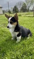 Girl 1, a female Pembroke Welsh Corgi for sale in Bismarck, MO – Photo 3 of 3