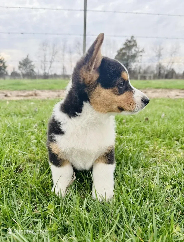 Boy 1 – Pembroke Welsh Corgi puppy for sale in Bismarck, MO