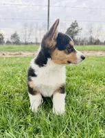 Boy 1, a male Pembroke Welsh Corgi for sale in Bismarck, MO – Photo 1 of 2