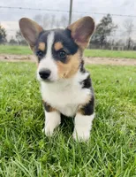 Boy 1, a male Pembroke Welsh Corgi for sale in Bismarck, MO – Photo 2 of 2