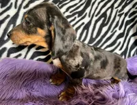 Full AKC  Slinky, a male Miniature Dachshund for sale in West Liberty, KY – Photo 2 of 10