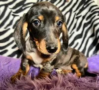 Full AKC  Slinky, a male Miniature Dachshund for sale in West Liberty, KY – Photo 1 of 10