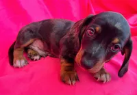 Full AKC  Slinky, a male Miniature Dachshund for sale in West Liberty, KY – Photo 6 of 10