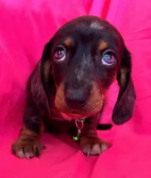 Full AKC  Slinky, a male Miniature Dachshund for sale in West Liberty, KY – Photo 5 of 10