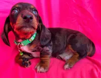 Full AKC  Slinky, a male Miniature Dachshund for sale in West Liberty, KY – Photo 8 of 10