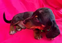Full AKC  Slinky, a male Miniature Dachshund for sale in West Liberty, KY – Photo 10 of 10