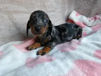 AKC-Daisy-reviews, a female Miniature Dachshund for sale in West Liberty, KY – 8 of 10