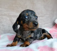 AKC-Daisy-reviews, a female Miniature Dachshund for sale in West Liberty, KY – 1 of 10