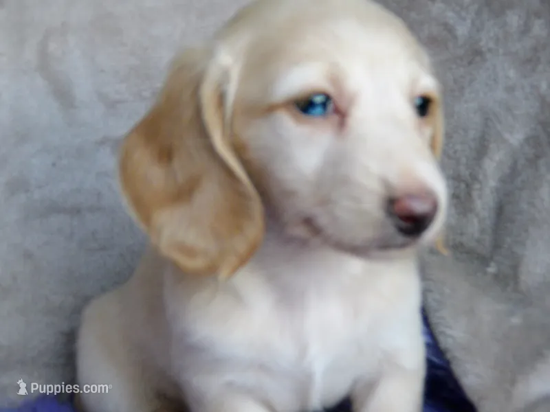 Barbie-reviews – Miniature Dachshund puppy for sale in West Liberty, KY
