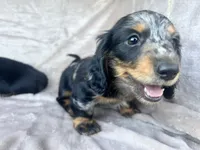 AKC Jingles, a male Miniature Dachshund for sale in West Liberty, KY – 10 of 10