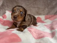 Blue eyes-Rooster-review, a male Miniature Dachshund for sale in Morehead, KY – 3 of 10