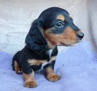 AKC Ollie-reviews, a male Miniature Dachshund for sale in West Liberty, KY – 3 of 10