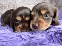 AKC Snickers, reviews, a female Miniature Dachshund for sale in West Liberty, KY – Photo 4 of 8