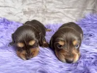 AKC Snickers, reviews, a female Miniature Dachshund for sale in West Liberty, KY – Photo 6 of 8