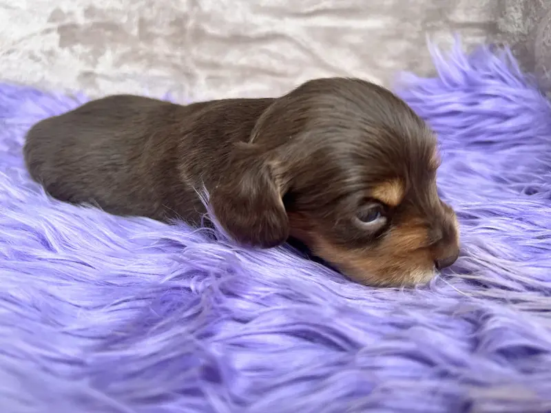 AKC Snickers, reviews