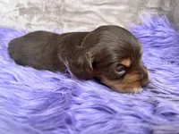 AKC Snickers, reviews, a female Miniature Dachshund for sale in West Liberty, KY – Photo 1 of 8