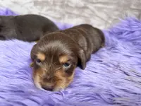 AKC Snickers, reviews, a female Miniature Dachshund for sale in West Liberty, KY – Photo 7 of 8