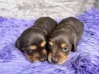 AKC Snickers, reviews, a female Miniature Dachshund for sale in West Liberty, KY – Photo 2 of 8