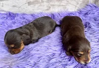 AKC Snickers, reviews, a female Miniature Dachshund for sale in West Liberty, KY – Photo 8 of 8