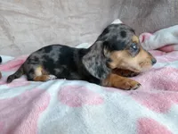 AKC-Jazzy-Reviews, a female Miniature Dachshund for sale in West Liberty, KY – 7 of 9