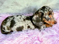 AKC Freckles-reviews, a female Miniature Dachshund for sale in West Liberty, KY – 4 of 8