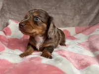 Blue eyes-Rooster-review, a male Miniature Dachshund for sale in Morehead, KY – 4 of 10