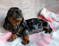 AKC-Daisy-reviews, a female Miniature Dachshund for sale in West Liberty, KY – 2 of 10