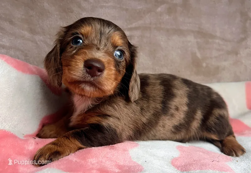 Blue eyes-Rooster-review – Miniature Dachshund puppy for sale in Morehead, KY