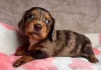 Blue eyes-Rooster-review, a male Miniature Dachshund for sale in Morehead, KY – 1 of 10