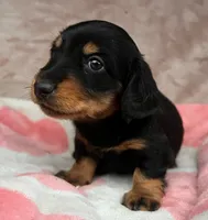 AKC-Dexter-Reviews, a male Miniature Dachshund for sale in Morehead, KY – 3 of 5