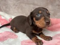 AKC-Daisy-reviews, a female Miniature Dachshund for sale in Morehead, KY – 4 of 4