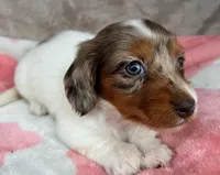 AKC Blueberry-reviews, a female Miniature Dachshund for sale in Morehead, KY – 3 of 5