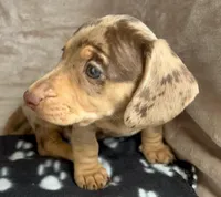 Tater-Tot AKC, reviews!, a male Miniature Dachshund for sale in West Liberty, KY – Photo 2 of 8