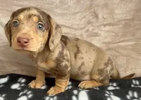 Tater-Tot AKC, reviews!, a male Miniature Dachshund for sale in West Liberty, KY – Photo 3 of 8