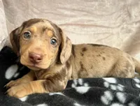 Tater-Tot AKC, reviews!, a male Miniature Dachshund for sale in West Liberty, KY – Photo 6 of 8