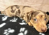 Tater-Tot AKC, reviews!, a male Miniature Dachshund for sale in West Liberty, KY – Photo 8 of 8