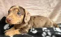 Tater-Tot AKC, reviews!, a male Miniature Dachshund for sale in West Liberty, KY – Photo 7 of 8