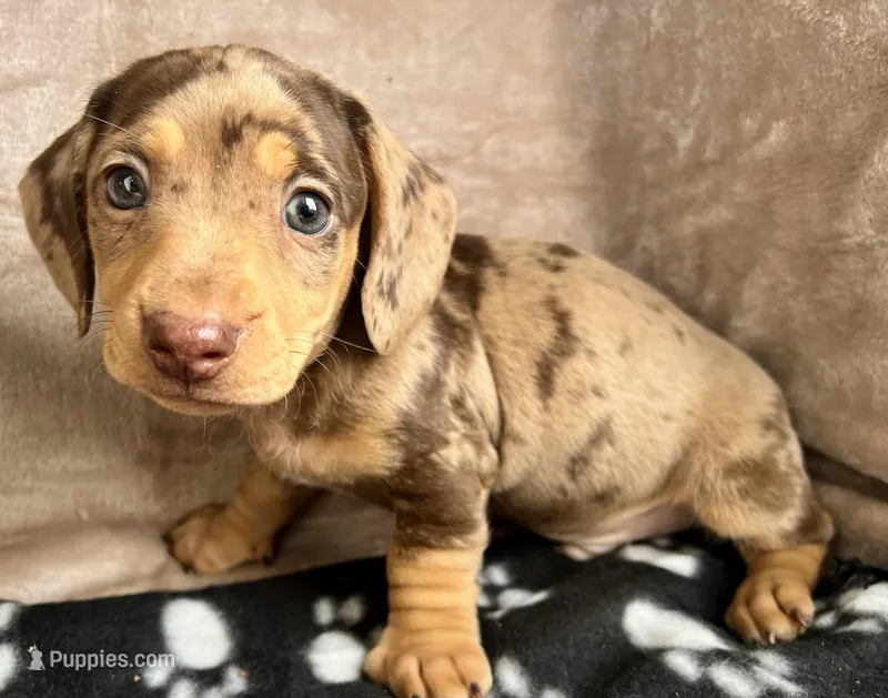 Tater-Tot AKC, reviews! – Miniature Dachshund puppy for sale in West Liberty, KY