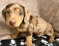 Tater-Tot AKC, reviews!, a male Miniature Dachshund for sale in West Liberty, KY – Photo 1 of 8