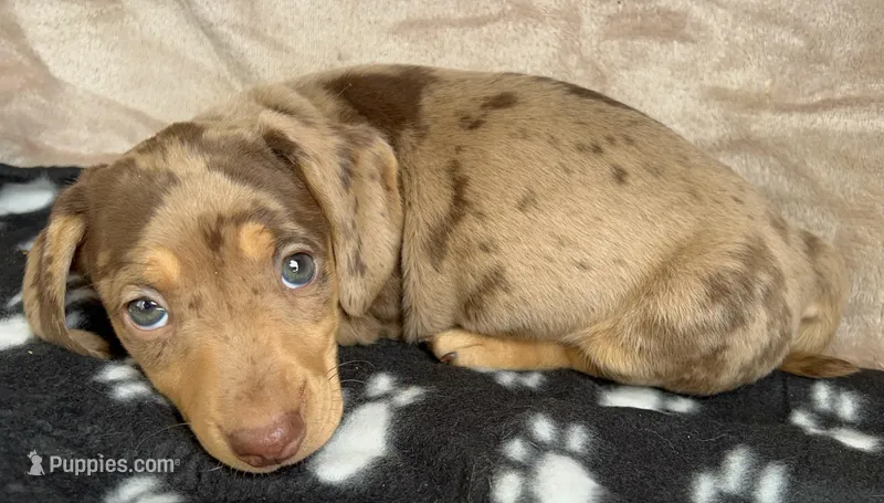 Tater-Tot AKC, reviews! – Miniature Dachshund puppy for sale in West Liberty, KY