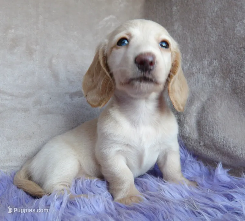Barbie-reviews – Miniature Dachshund puppy for sale in West Liberty, KY